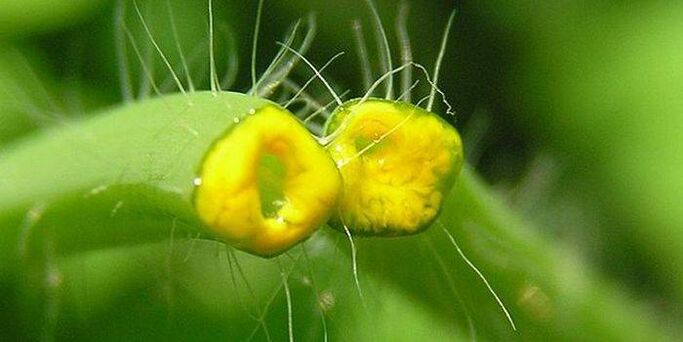 papillomas မှ celandine ပရဆေးရည်