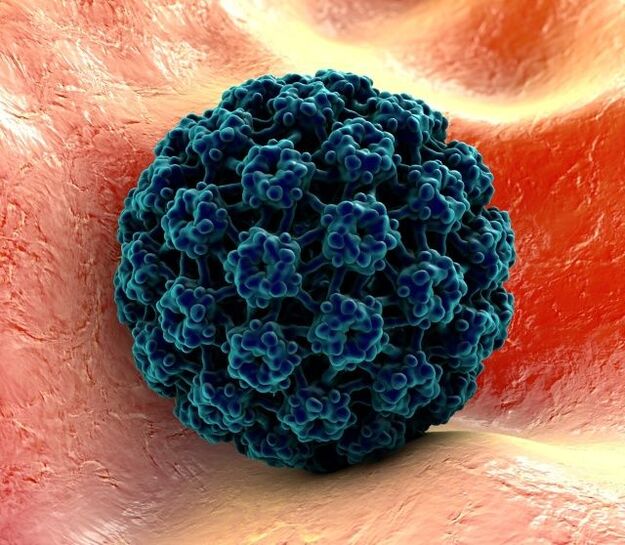 လက်တွင် ကြွက်နို့ဖြစ်စေသော HPV ၏ 3D မော်ဒယ်